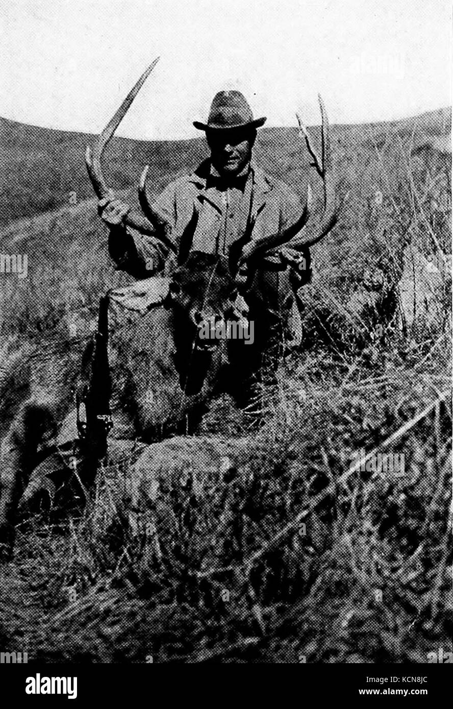 Der asiatische Wapiti, auch bekannt als Elch, ist eine große Hirschart, die in Teilen Asiens beheimatet ist. Er ist durch seine beeindruckenden Geweihe und seine große Größe gekennzeichnet und findet sich typischerweise in bewaldeten Gebieten der Region. Stockfoto