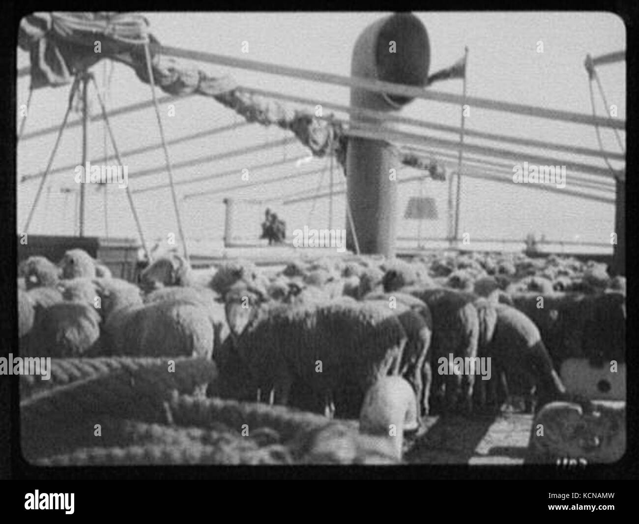 Auf Deck eines Dampfschiffes wird eine Ladung von Schafen transportiert, wahrscheinlich im 19. Oder frühen 20. Jahrhundert, was den Transport von Nutztieren veranschaulicht. Stockfoto