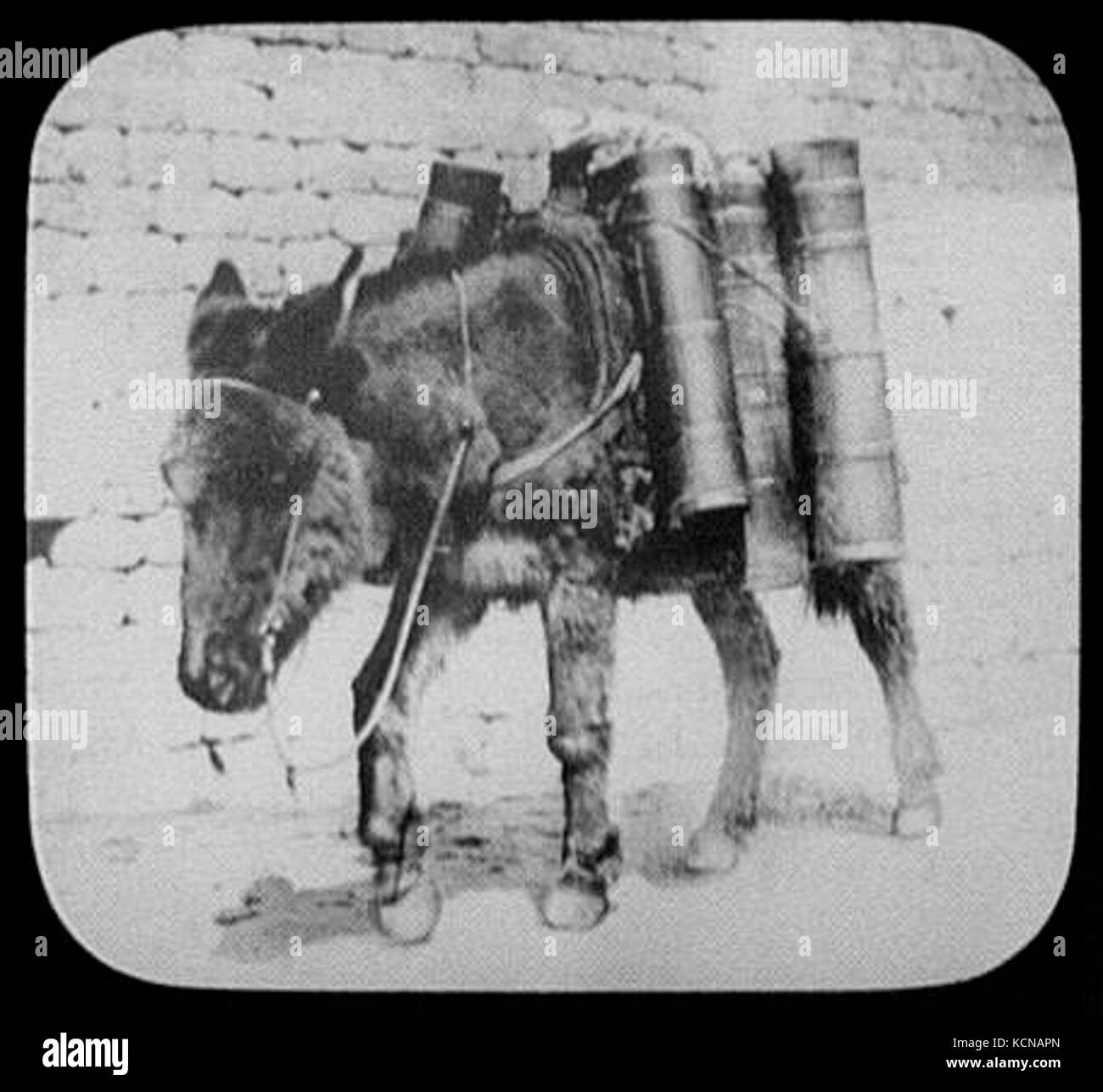 Darjeeling burro Durchführung Milchkannen LCCN 2004707782 Stockfoto