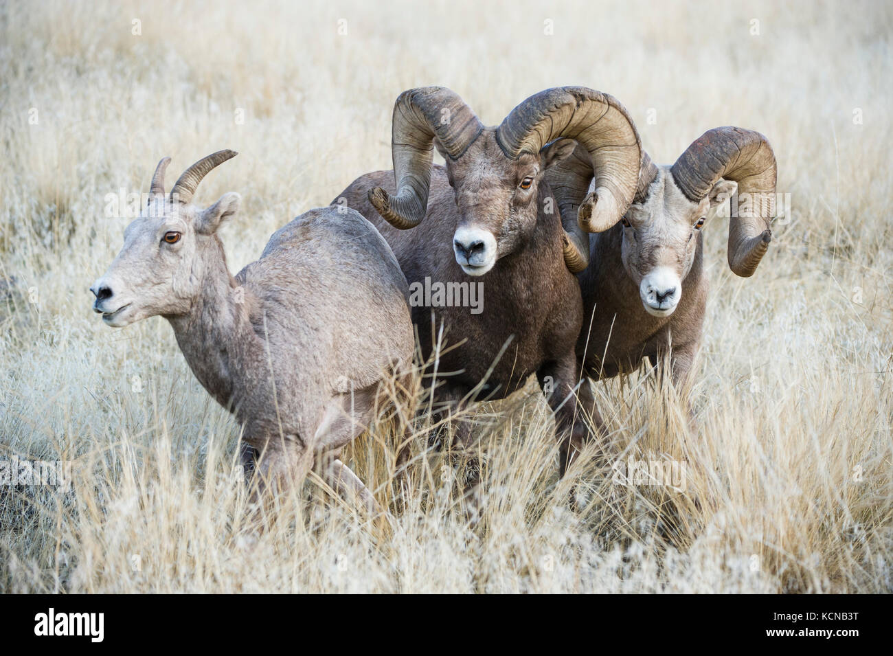 Männliche und weibliche Bighorn Schaf, Ovis canadensis, zentrale