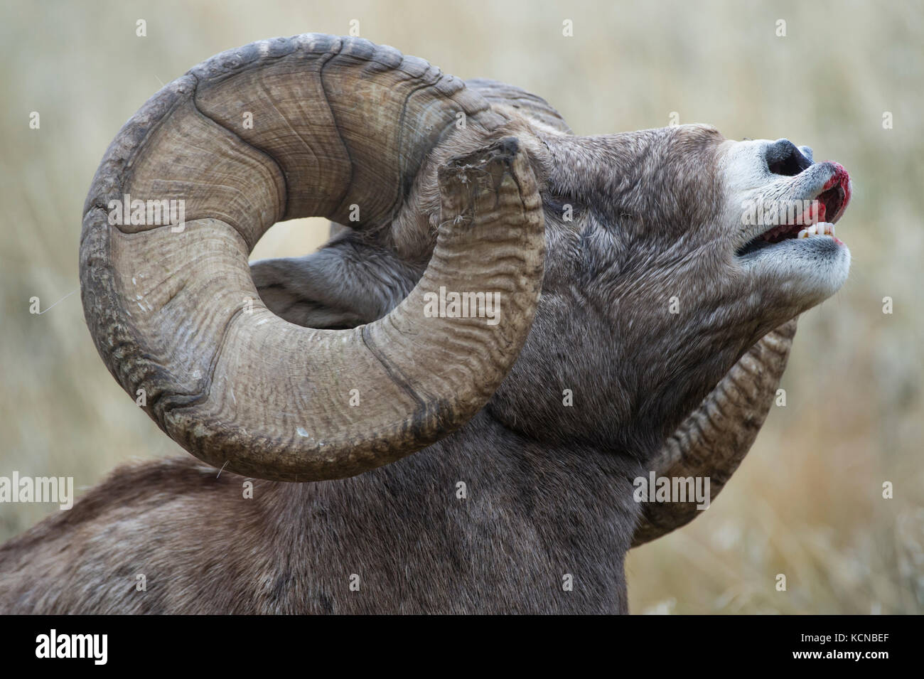Männliche Bighorn Schaf, Ovis canadensis, zentrale Montana, USA Stockfoto