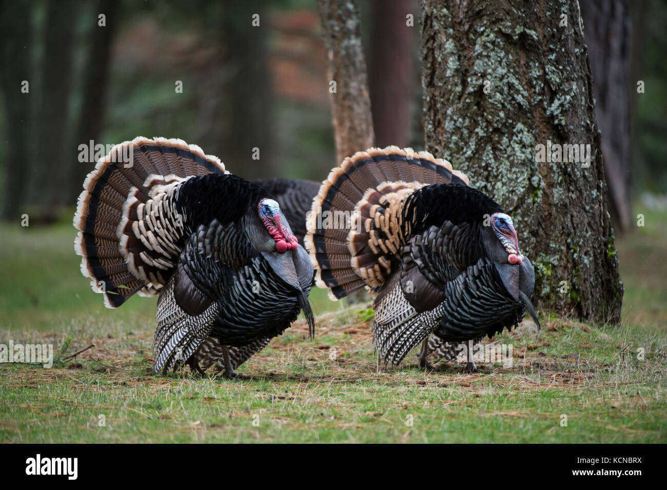 Männliche Merriams Truthühner Meleagris gallopavo merriami, Central Idaho, USA Stockfoto