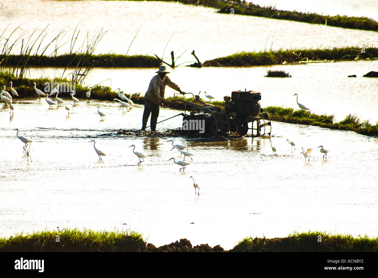 Silhouette eines Bauern pflügen seinen Reis Feld, während von weißstorch Vögel umgeben Stockfoto