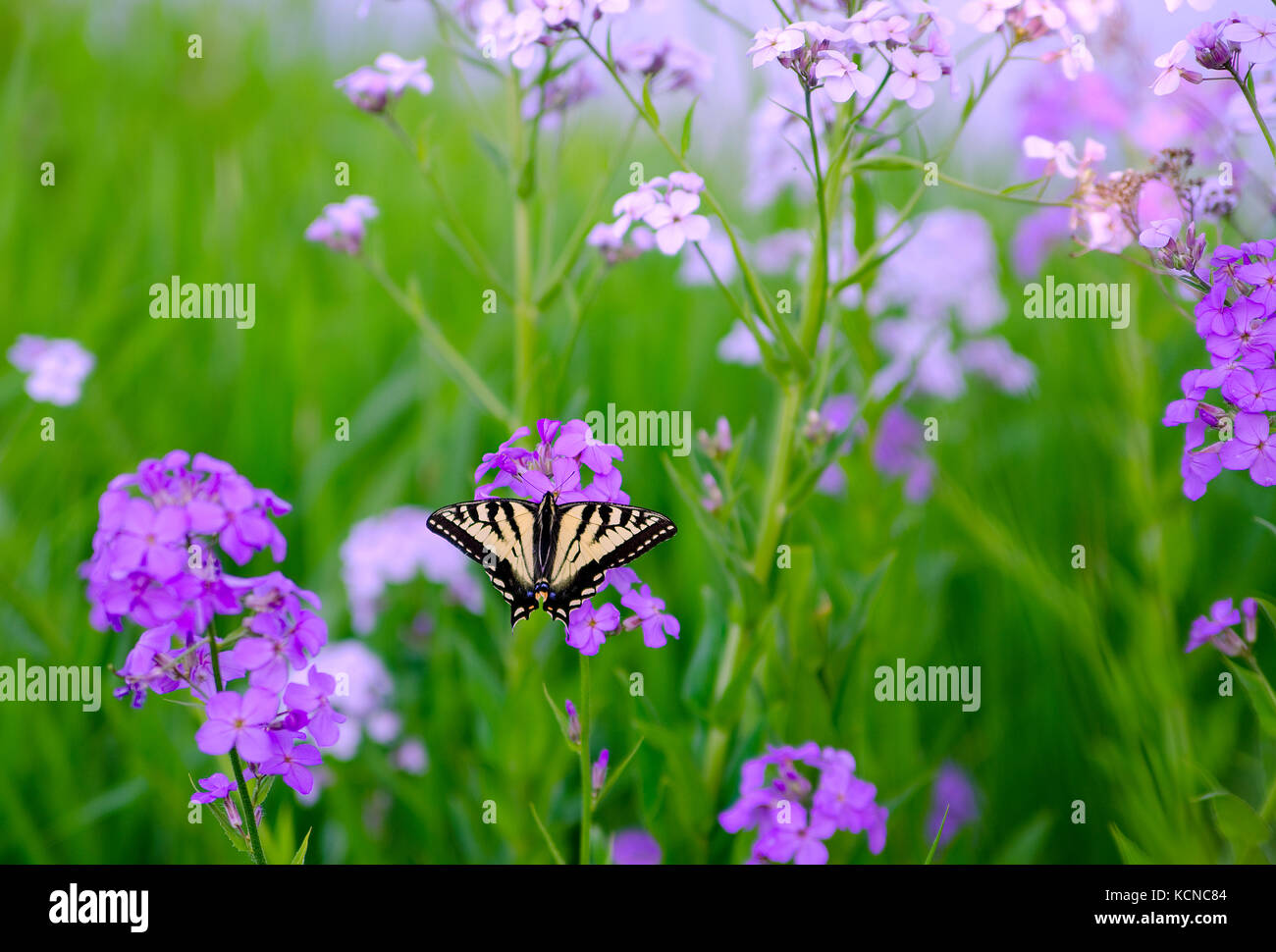 Ein Schwalbenschwanz Schmetterling erforscht die Frühling Blüten entlang der Shuswap River in Enderby in der Shuswap Region British Columbia, Kanada Stockfoto
