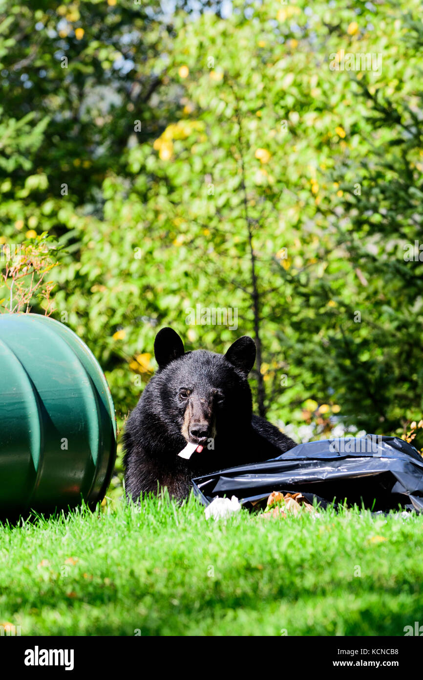 Ein junger schwarzer Bär geniesst Essen aus einem Mülleimer in Connaught Hill Park in Prince George, British Columbia. Stockfoto