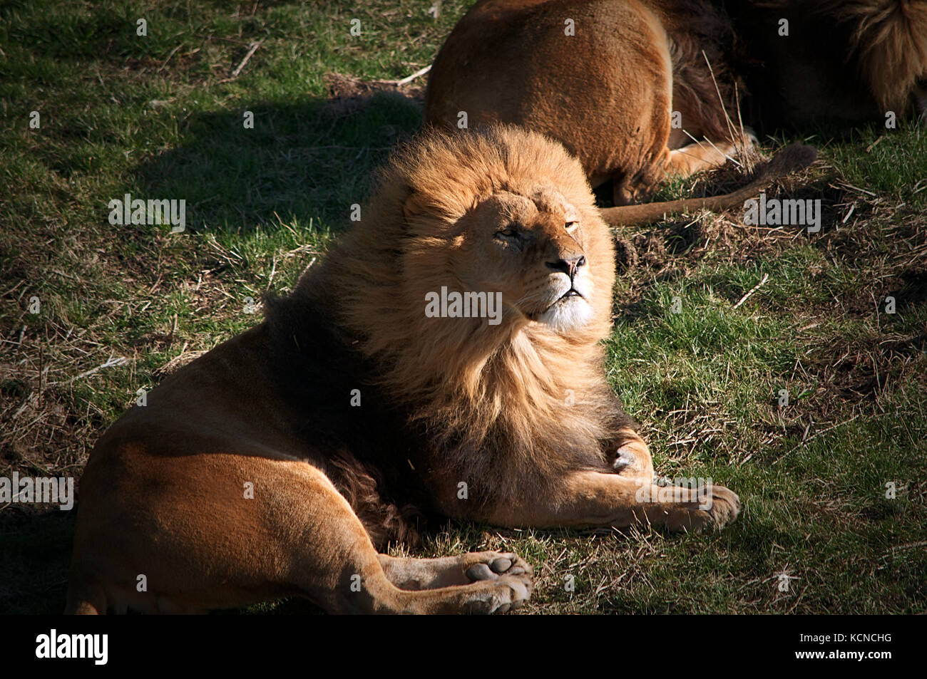 Männliche Löwe, in der Sonne zu sitzen mit Wind in seine Mähne Stockfoto