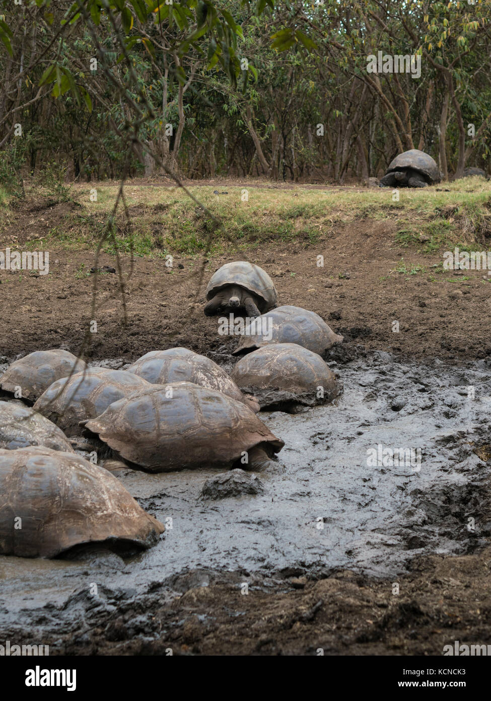 Riesenschildkröte - Santa Cruz, Galapagos, Ecuador Stockfoto