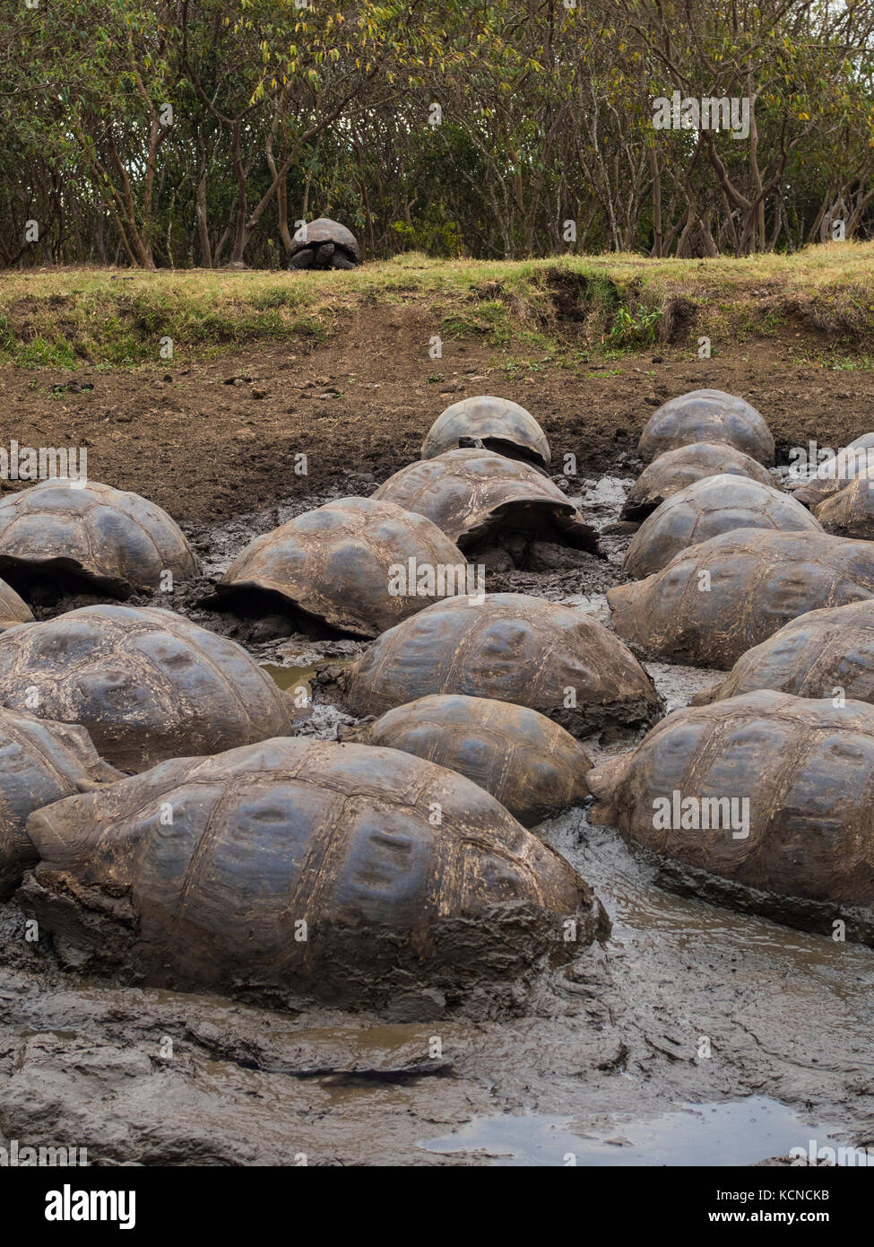 Riesenschildkröte - Santa Cruz, Galapagos, Ecuador Stockfoto