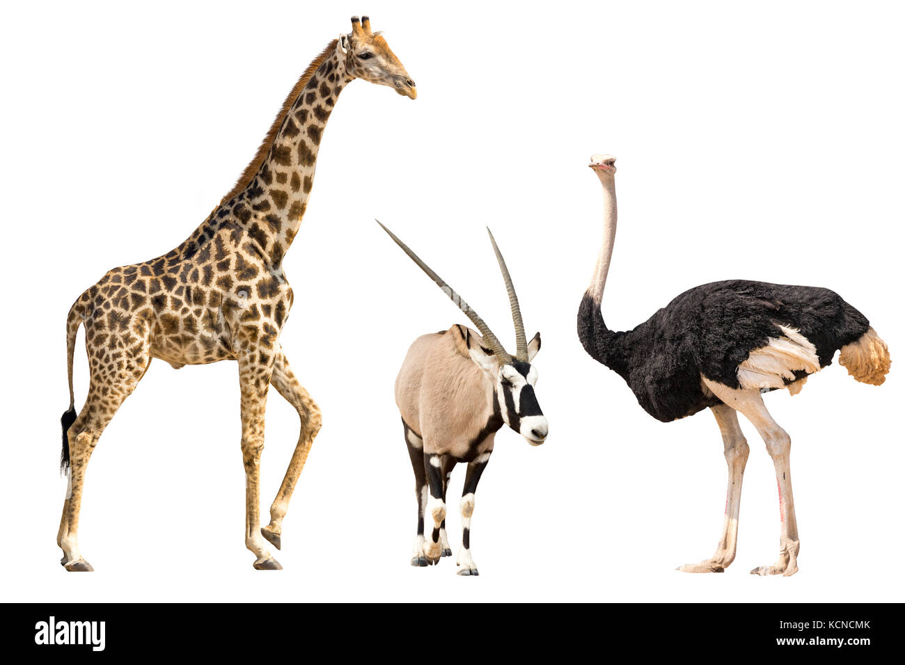 Satz von Oryx, Giraffe und ostriche Portrait Stockfoto