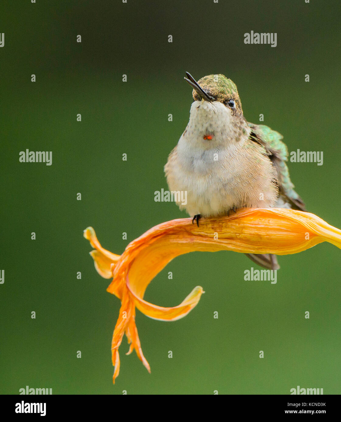 Unreifen männlichen Ruby-throated hummingbird, archilochus Colubris, Ontario, Kanada Stockfoto