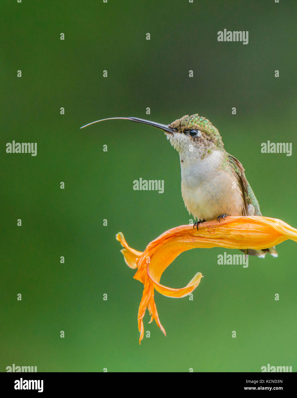 Unreifen männlichen Ruby-throated hummingbird, archilochus Colubris, Ontario, Kanada Stockfoto