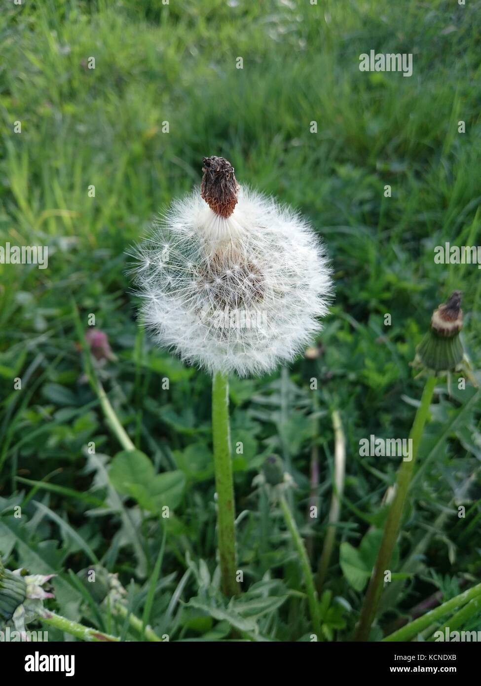 Taraxacum officinale Stockfoto