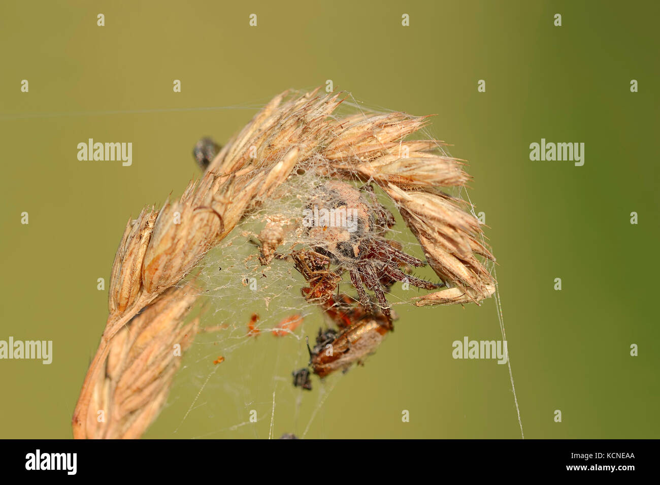 Furche Orbweaver im Versteck, Nordrhein-Westfalen, Deutschland/(Larinioides Dais, Araneus foliatus) Stockfoto