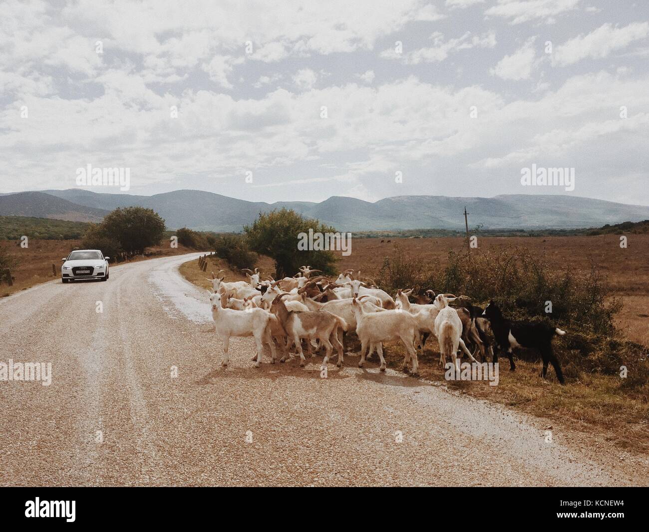 Auto Audi A3 verpasst Mountain Road eine Herde von Ziegen Stockfoto