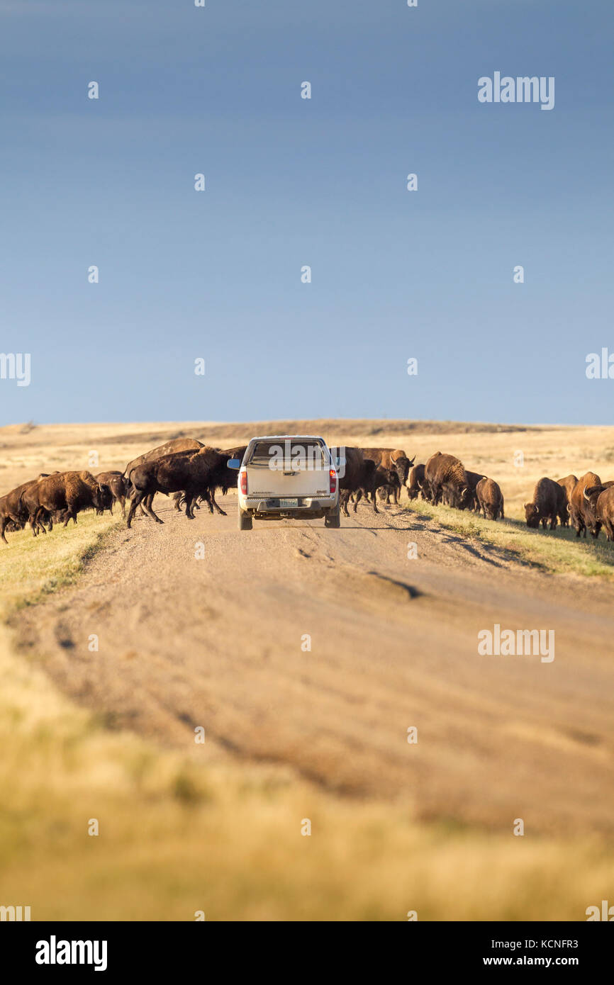Fahrzeug versuchen, eine Herde von Ebenen Bison (Bison bison Bison) im Grasland Nationalpark, Saskatchewan, Kanada - der Bison frei herumlaufen durch den Park zu führen Stockfoto