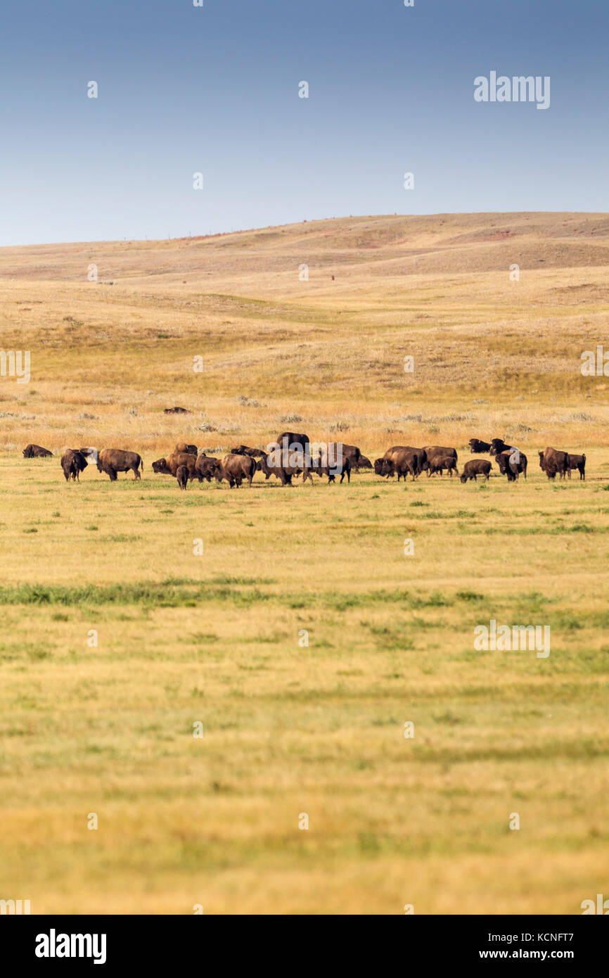 Plains Bisons (Bison bison Bison) im Grasland Nationalpark, Saskatchewan, Kanada - der Bison streifen frei durch den Park Stockfoto