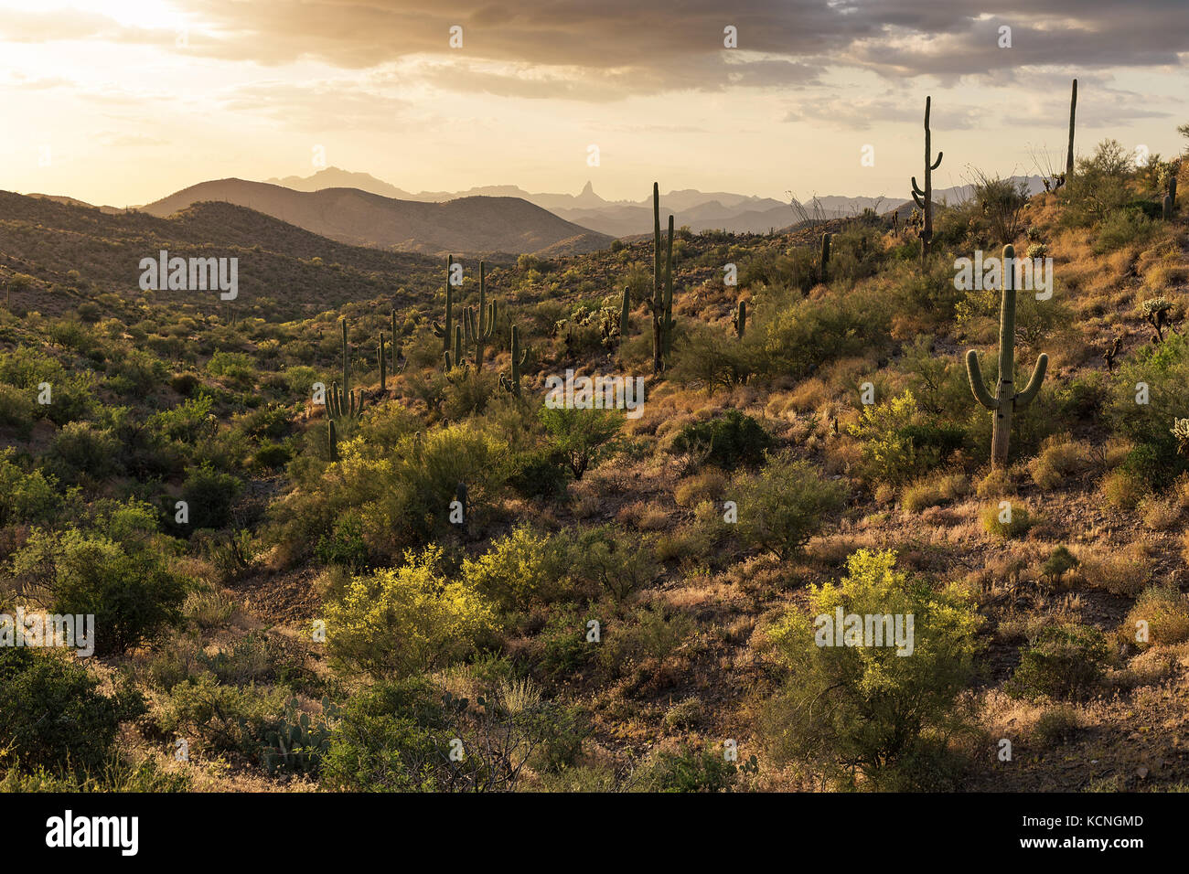 Landschaftlich reizvolle Sonoran-Wüstenlandschaft mit Saguaro Cactus in der Nähe von Phoenix, Arizona Stockfoto