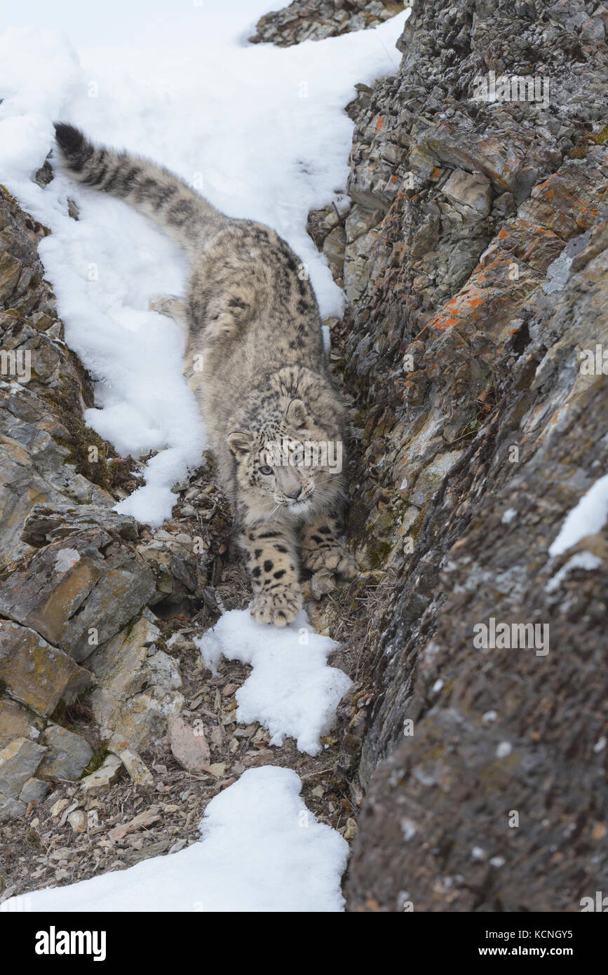 Snow Leopard Panthera uncia, Schnee und Fels. Gefährdete Arten. Captive Tier. Stockfoto