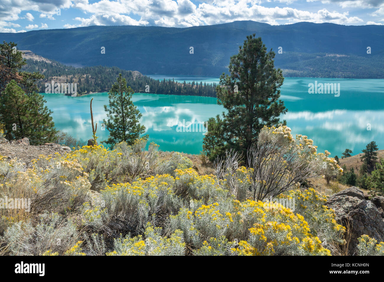 Mit Blick auf rabbitbush Kalamalka Lake, Vernon, British Columbia, Kanada Stockfoto