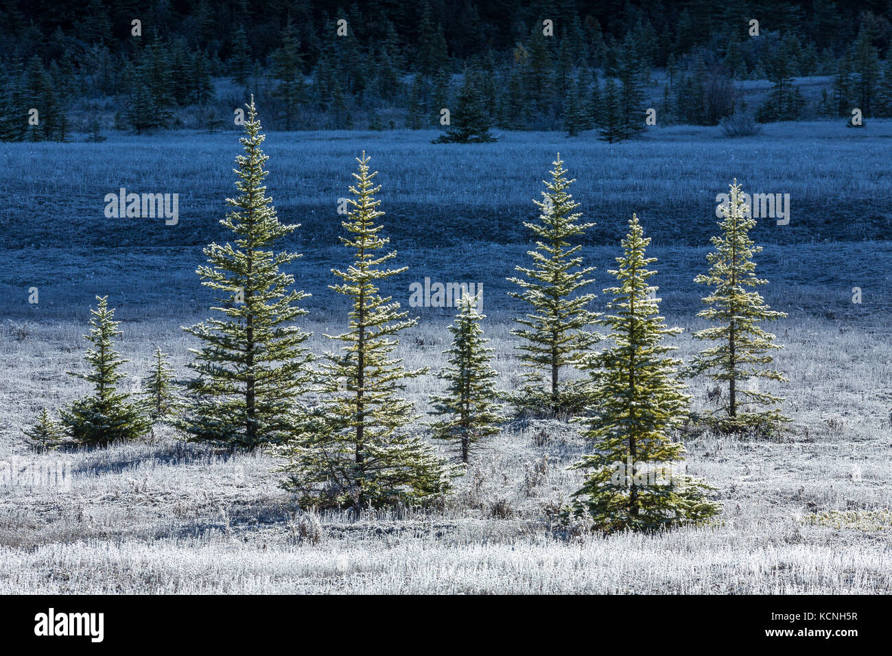 Morgen Frost, Sunwapta River Wohnungen, Jasper National Park, Alberta, Kanada Stockfoto