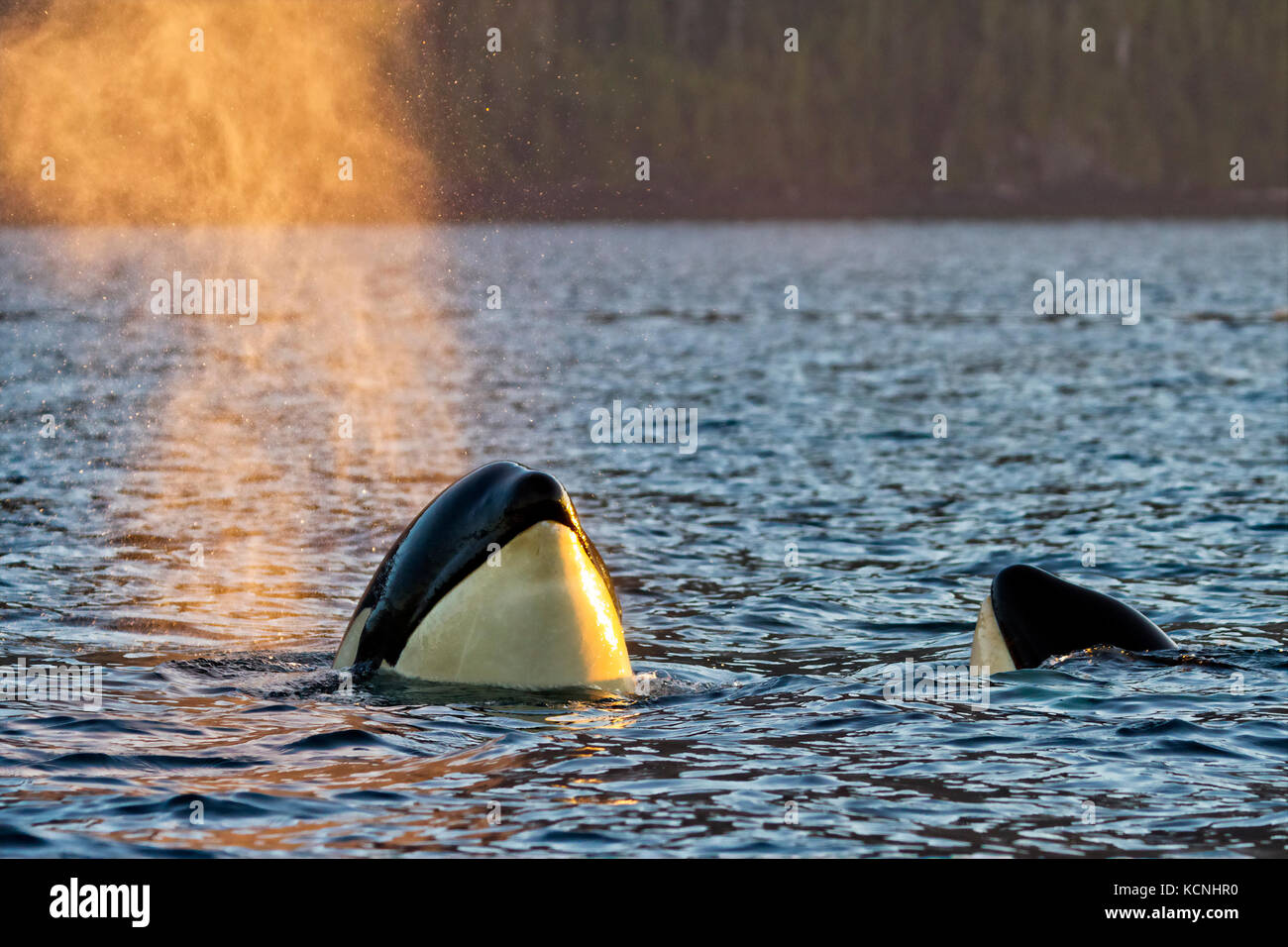 Resident Killer whale Spy hopping in der Johnstone Strait, British Columbia, Kanada Stockfoto