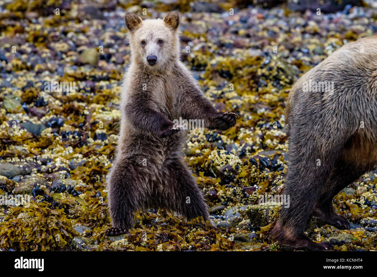 Küsten Grizzly Bear Cub (Ursus arctos) stehend, nahrungssuche an der Küste der schönen Knight Inlet, British Columbia, Kanada. Stockfoto