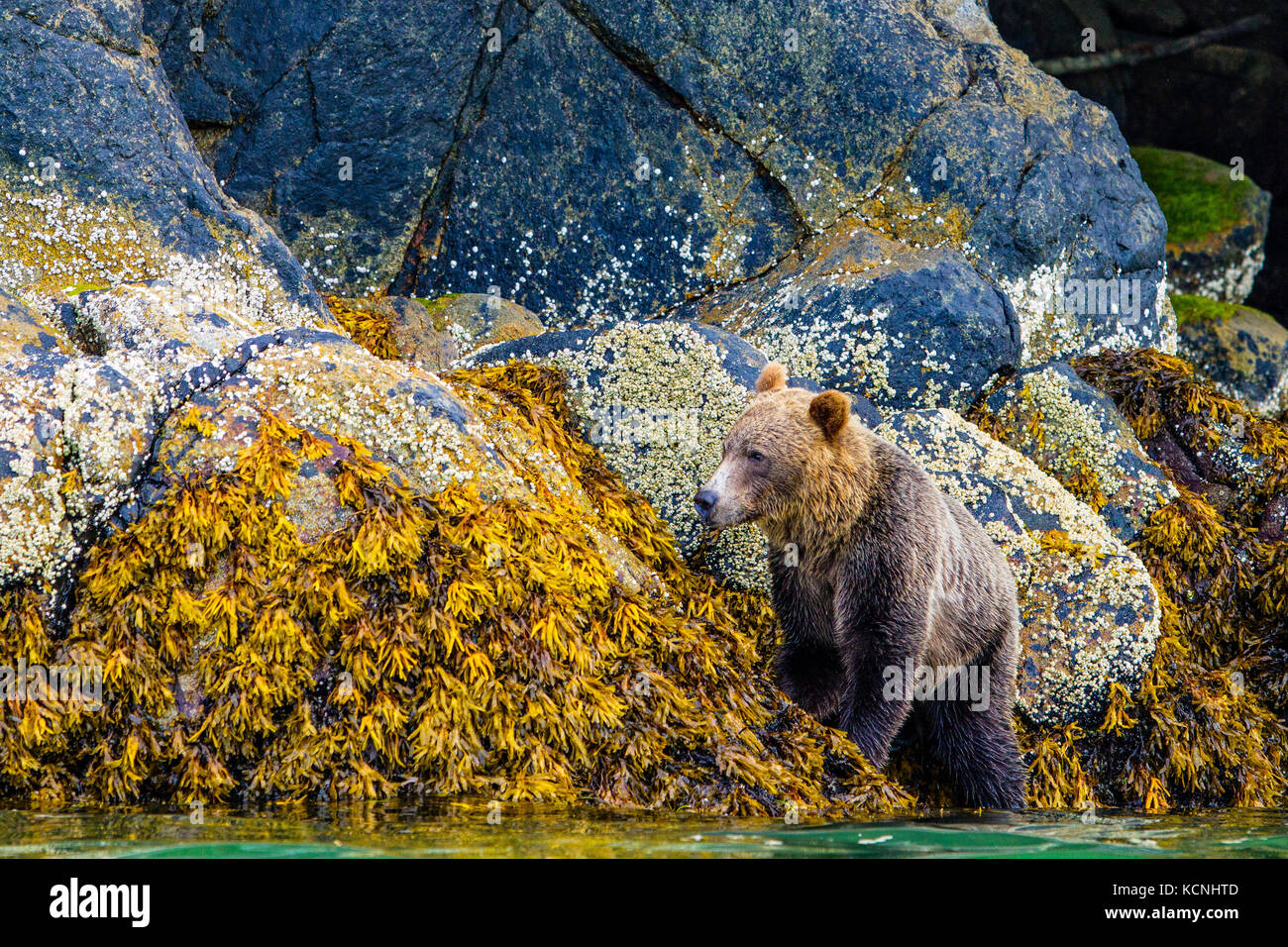 Grizzly Bär foarging entlang niedrig tideline im Knight Inlet, Britisch-Kolumbien, Kanada. Ursus arctos Stockfoto