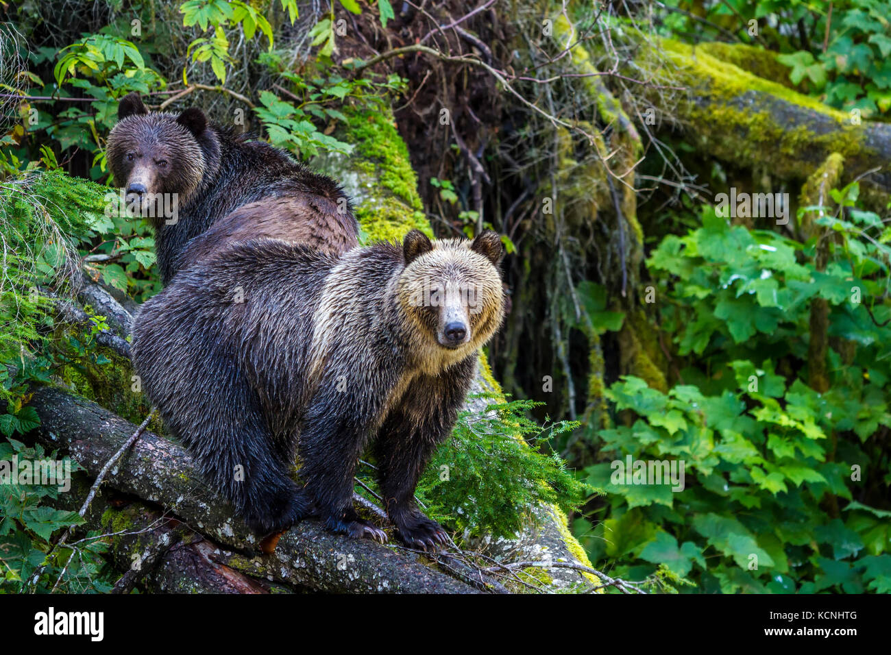 Grizzly bear Cubs stehen auf einem gefallenen Baum entlang Knight Inlet in British Columbia, Kanada. Stockfoto