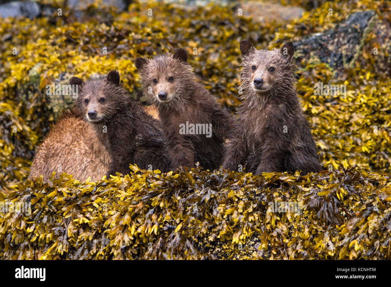 Drei Grizzly bear Cubs sitzen entlang der Küste im Meer Unkraut, Knight Inlet, British Columbia, Kanada Stockfoto