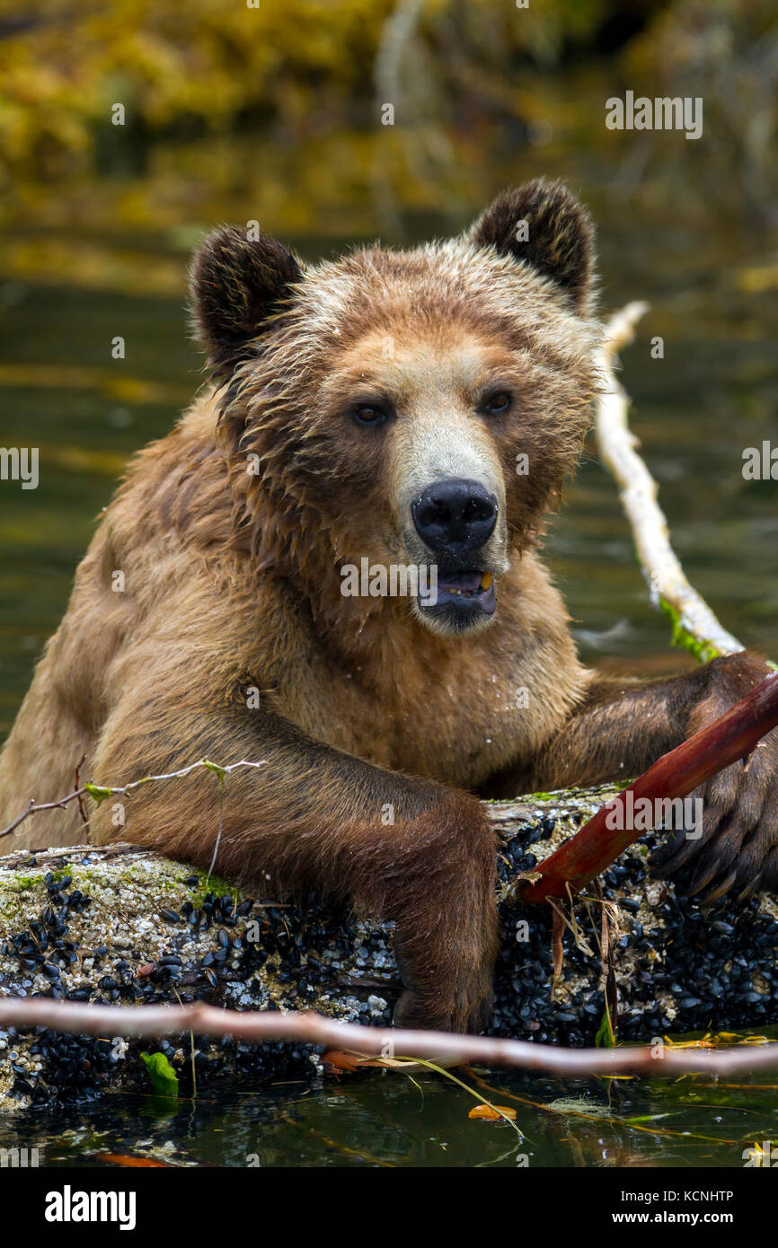 Grizzly Bär Frauen spielen mit einem toten Baum im Wasser, entlang der Pazifikküste in Glendale Cove, Knight Inlet, British Columbia, Kanada Stockfoto