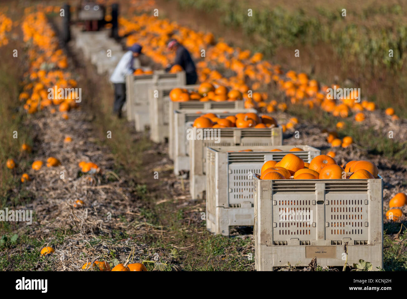 Landarbeiter Ernte Kürbisse für Halloween und zum Verkauf auf dem Markt. Stockfoto
