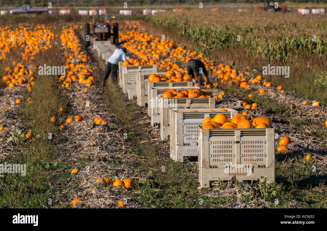 Landarbeiter Ernte Kürbisse für Halloween und zum Verkauf auf dem Markt. Stockfoto