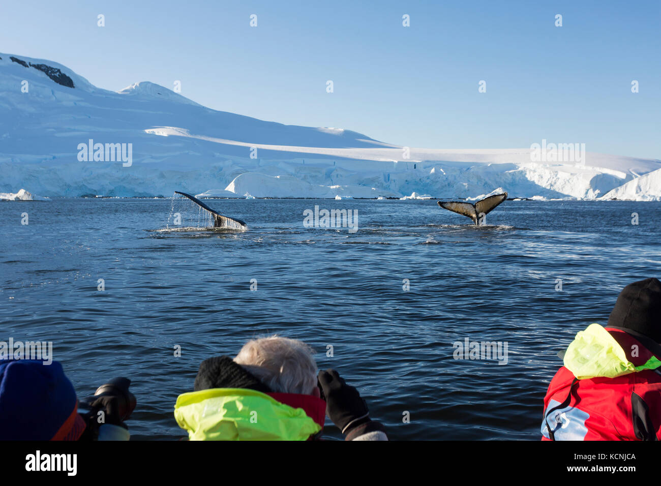Passagiere watch Zodiak, Buckelwale in die Bucht von Fournier aus Fütterung von Anvers Island, gerlache Strait, Antarktische Halbinsel Stockfoto