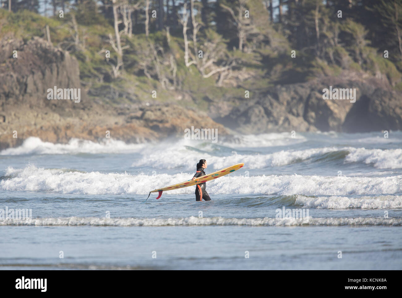 Eine weibliche Surfer watet in die eingehenden Surfen in den Gewässern von Pacific Rim von Chesterman Beach, Tofino, Vancouver Island, British Columbia, Kanada Stockfoto