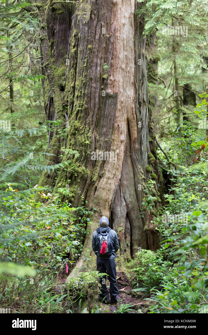 Riesige Bäume auf Spring Island konkurrieren mit alten Wäldern entlang der Küste von Vancouver Island. Spring Island in der Nähe von Kyuquot. Stockfoto