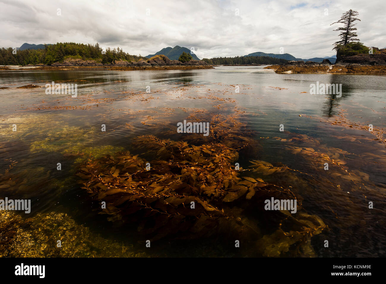 Eine reiche Unterwasserwelt gedeiht in den Gewässern rund um Spring Island, kyuquot, Vancouver Island, British Columbia, Kanada Stockfoto