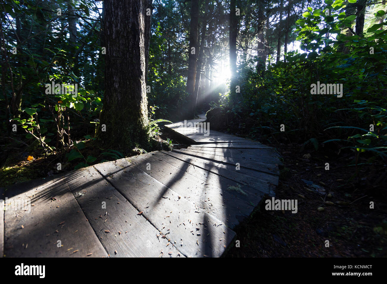 Niedrige Schräge Licht hebt sich eine Promenade, die im Wald in der Nähe von Cox Bay in der Nähe von Tofino, Pacific Rim, Vancouver Island, British Columbia, Kanada Stockfoto