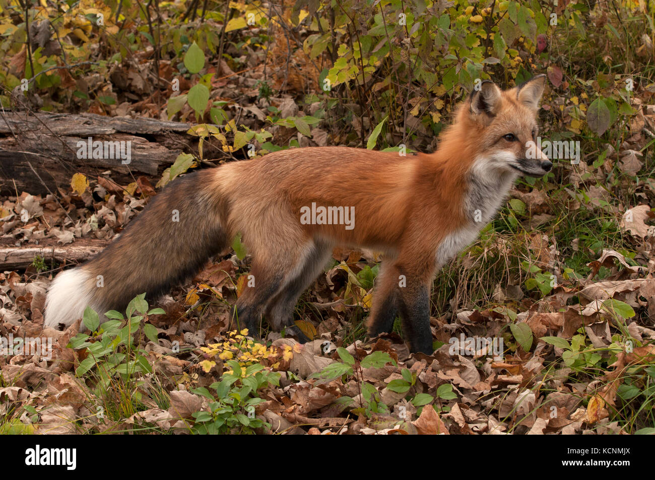 Red Fox (Vulpes vulpes) im Herbst Wald, Captive, Nordamerika. Stockfoto