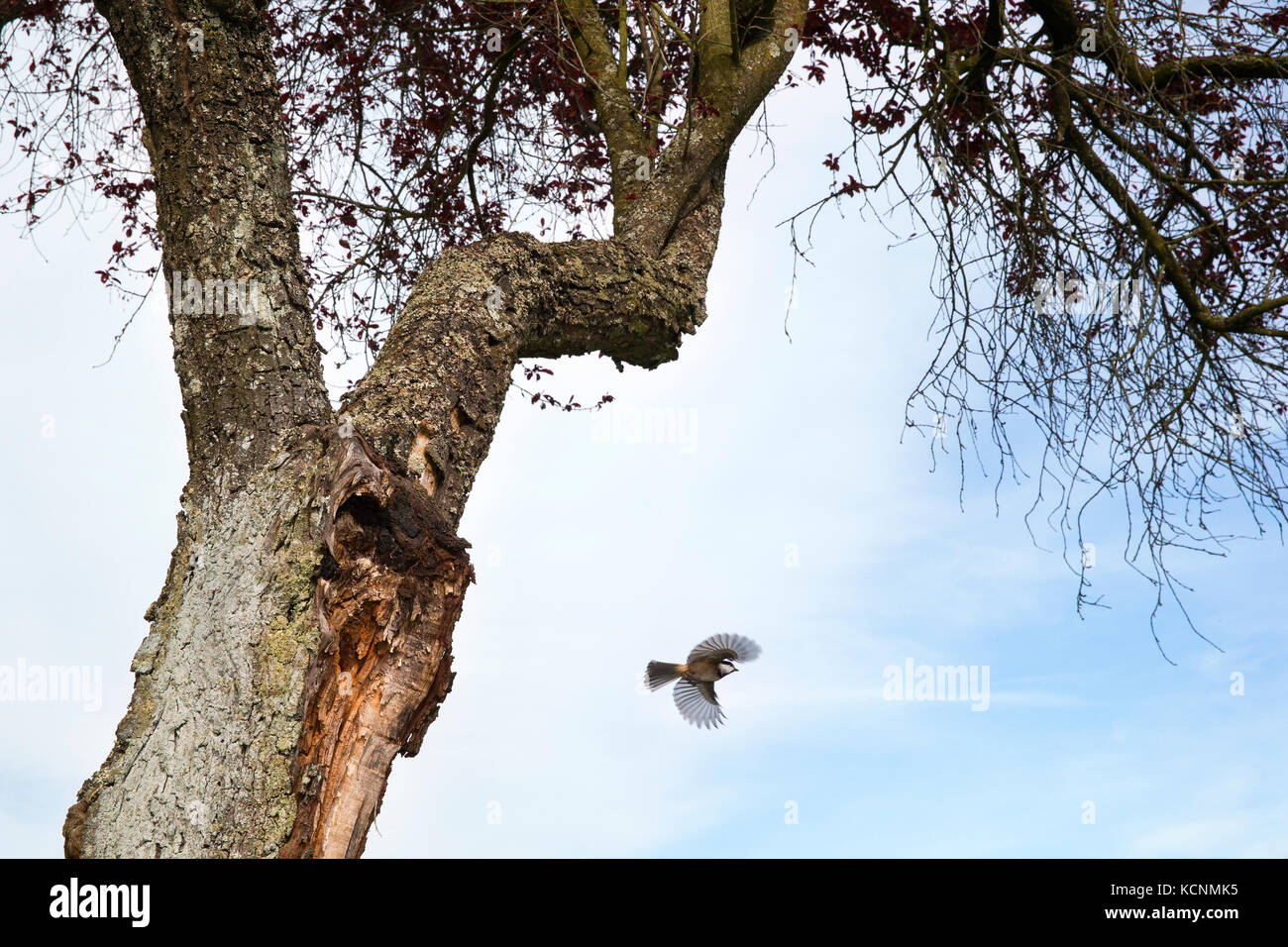 Black-capped chickadee (poecile atricapillus), fliegt aus dem Nest Hohlraum, Vancouver, British Columbia, Kanada. Stockfoto