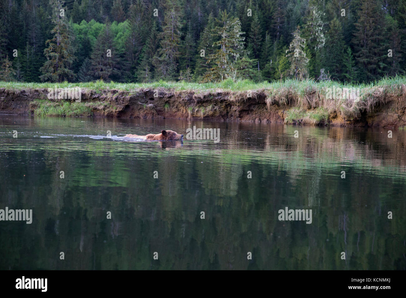 Grizzly Bear (Ursus arctos), große horriblis vernarbte Mann, Schwimmen, kwinimass Estuary, British Columbia, Kanada. Stockfoto