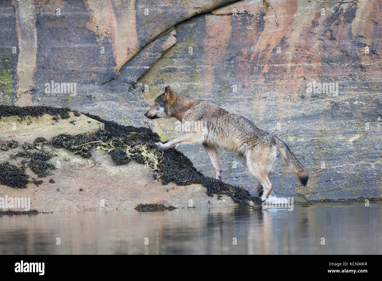 Küsten Wolf (Canis lupus), das khutzeymateen Grizzly Bär Heiligtum, British Columbia, Kanada. Stockfoto