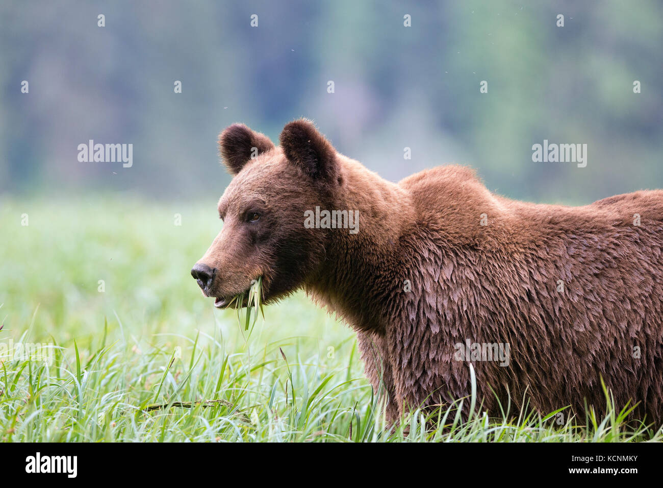 Grizzly Bear (Ursus arctos), Weibliche horriblis, Essen von lyngbye Segge (carex lyngbyei), das khutzeymateen Grizzly Bär Heiligtum, British Columbia, Kanada. Stockfoto