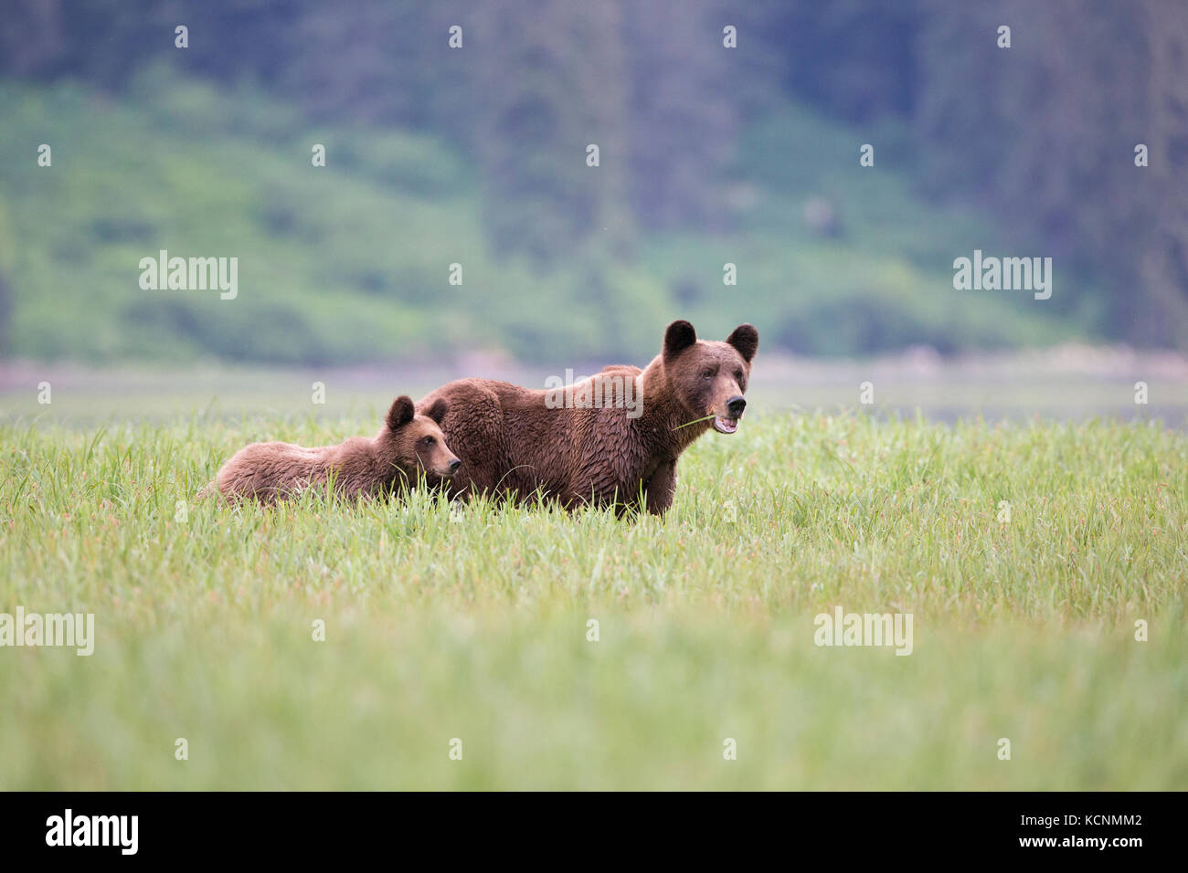 Grizzly Bear (Ursus arctos), Weibliche und horriblis Jährling cub, Essen von lyngbye Segge (carex lyngbyei), das khutzeymateen Grizzly Bär Heiligtum, British Columbia, Kanada. Stockfoto