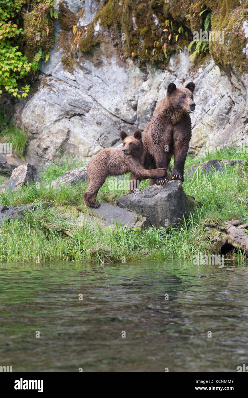 Grizzly Bear (Ursus arctos), Weibliche und horriblis Jährling cub, das khutzeymateen Grizzly Bär Heiligtum, British Columbia, Kanada. Stockfoto