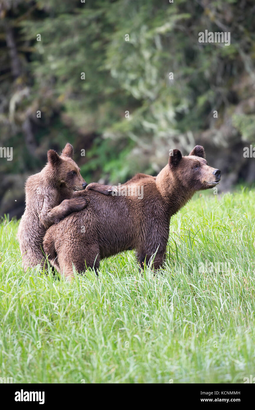 Grizzly Bear (Ursus arctos), Weibliche und horriblis Jährling cub mit Pfoten auf weibliche ist wieder da, das khutzeymateen Grizzly Bär Heiligtum, British Columbia, Kanada Stockfoto
