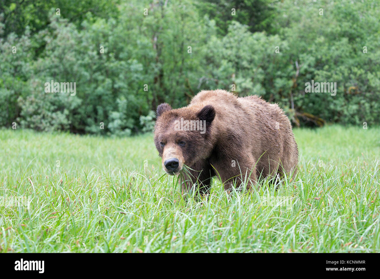 Grizzly Bear (Ursus arctos) horriblis, Essen von lyngbye Segge (carex lyngbyei), das khutzeymateen Grizzly Bär Heiligtum, British Columbia, Kanada Stockfoto