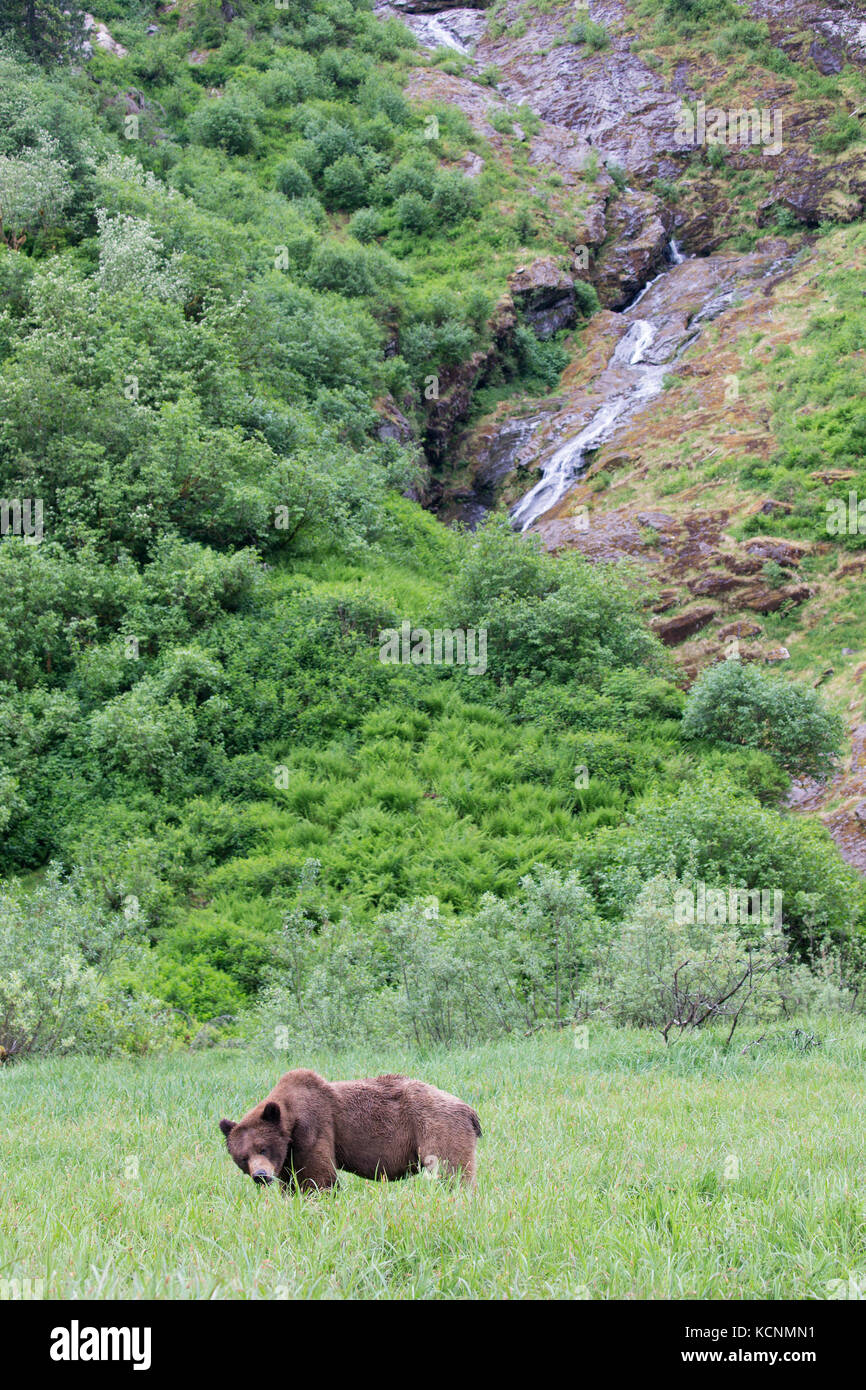 Grizzly Bear (Ursus arctos), das khutzeymateen horriblis Grizzly Bär Heiligtum, British Columbia, Kanada. Stockfoto