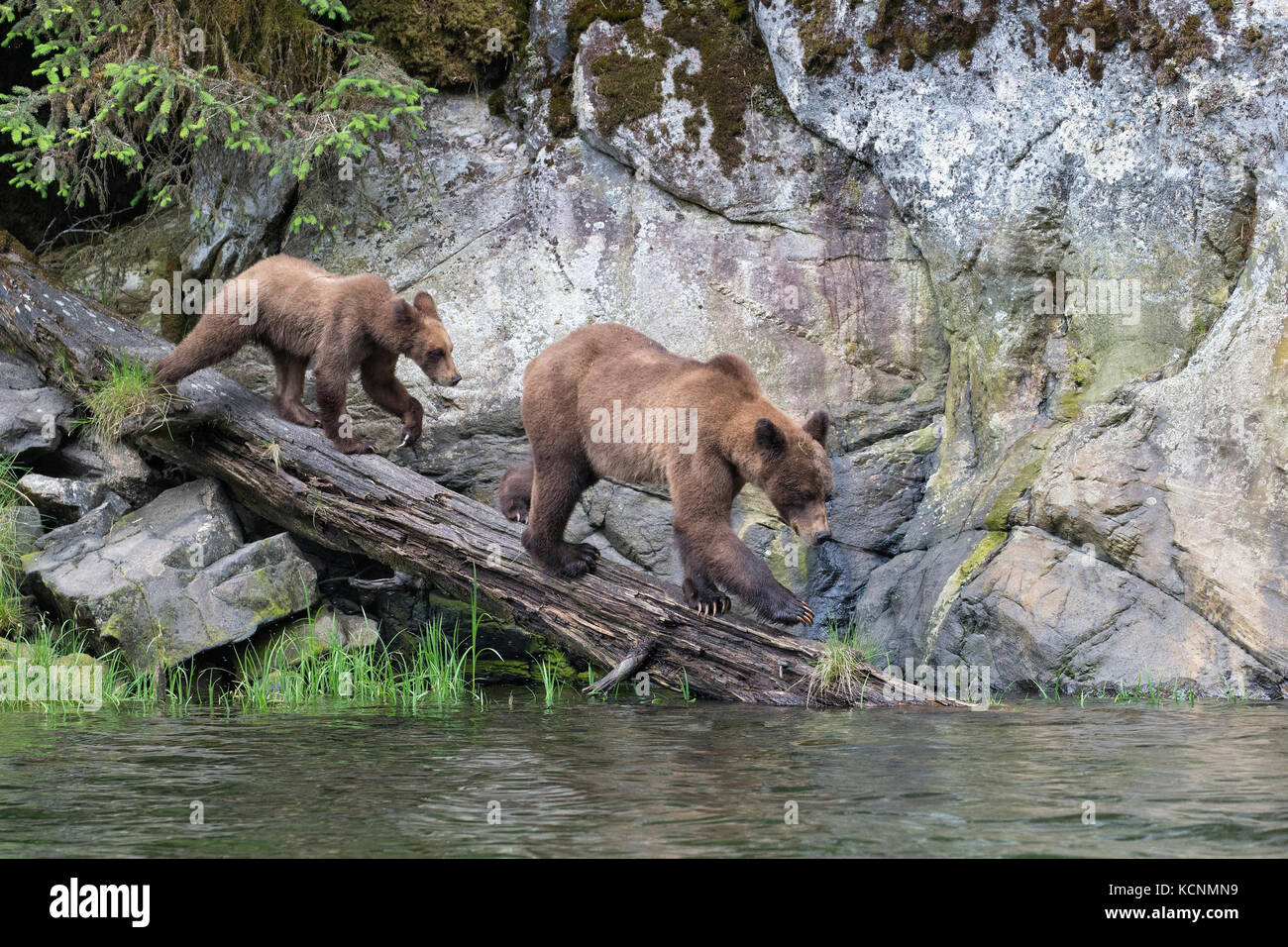 Grizzly Bear (Ursus arctos), Weibliche und horriblis Jährling cub, das khutzeymateen Grizzly Bär Heiligtum, British Columbia, Kanada. Stockfoto