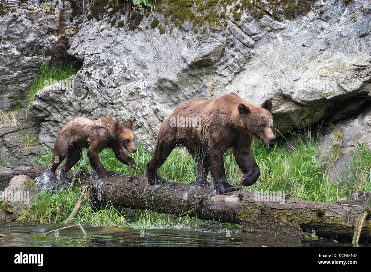 Grizzly Bear (Ursus arctos), Weibliche und horriblis Jährling cub, das khutzeymateen Grizzly Bär Heiligtum, British Columbia, Kanada. Stockfoto