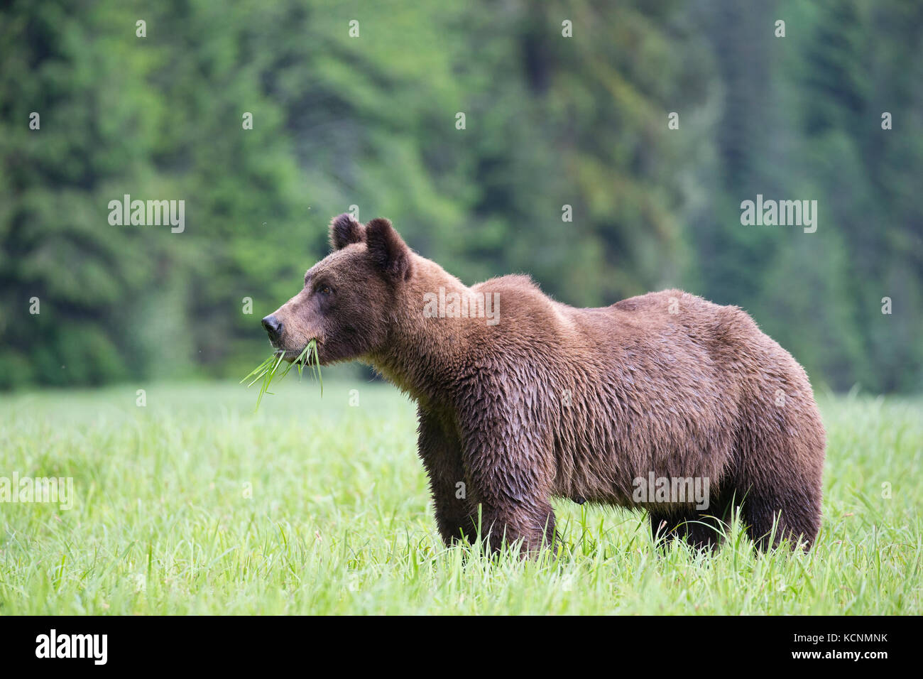 Grizzly Bear (Ursus arctos), horriblis Segge weibliche Essen lyngbye (carex lyngbyei), das khutzeymateen Grizzly Bär Heiligtum, British Columbia, Kanada. Stockfoto